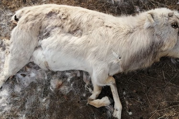 Ақ Жайықта ақбөкеннің жауы көп...