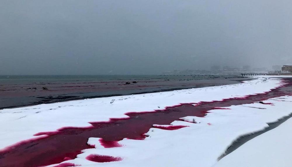 Қанқызыл Каспий