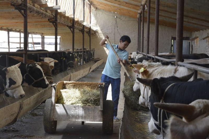 Маңғыстауда шаруа қожалықтары малдарына арнайы карта жасақталды