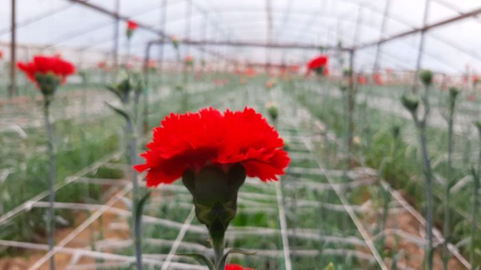 Қазығұрттық шаруа гүл өсіріп, табыс табуда