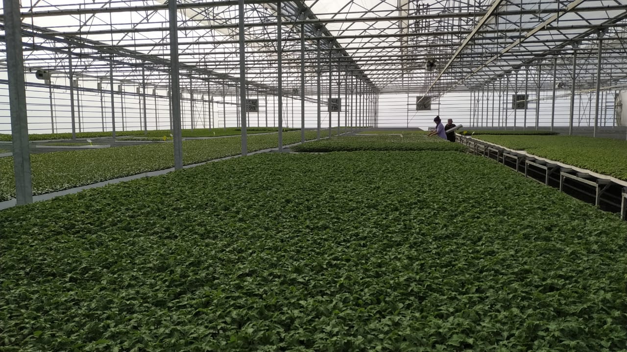 Түркістан: «Agro Tur» жылына 6 млн түп көшет өсіреді