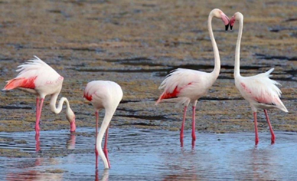 Турист көбейсе, браконьер азаяды