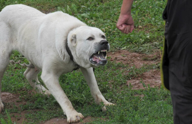 Қызылорда: Полицейлер баланы қапқан итті атып өлтірді