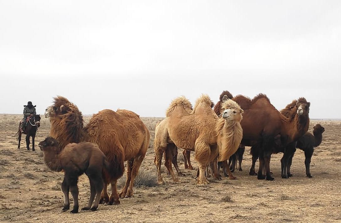 Созақта түйе саны 11 мыңнан асты