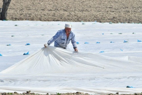 Түркістан: Көктемгі егістік жұмыстары жоспарға сәйкес жүргізілуде