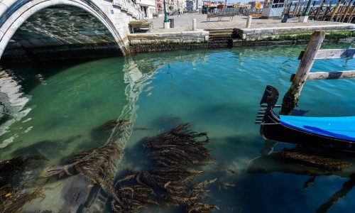 Венецияда табиғат қайта көркейді