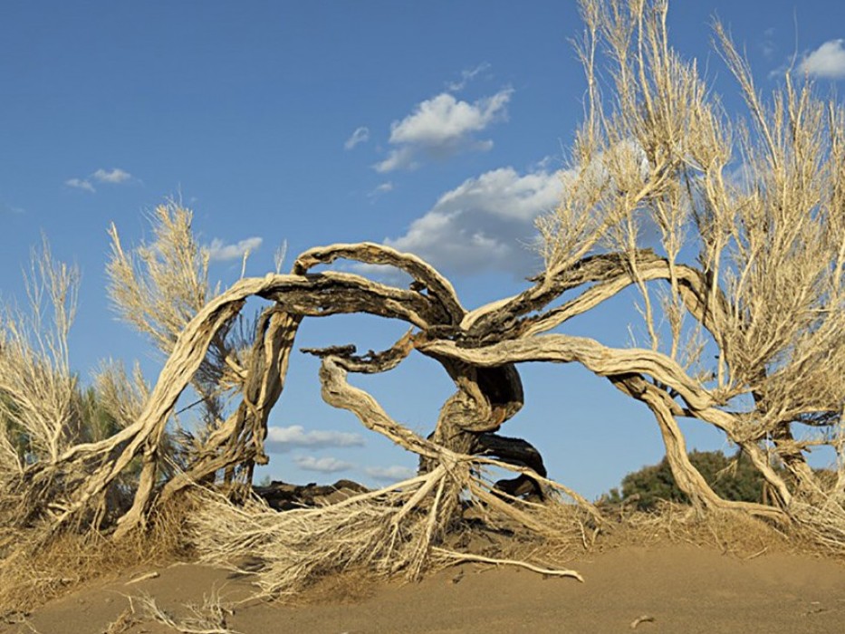 Маңғыстауда жануарлар дүниесі мен табиғи ортаны қорғау жұмыстары жүйелі жүргізілуде