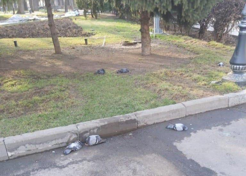 Алматыда көгершіндер қырылып қалды