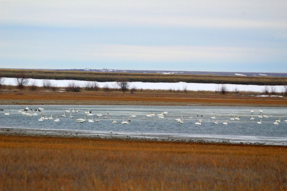 Науырзымға аққулар наурызда қонады