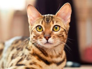 COVID-19 вирусы мысықтан табылды