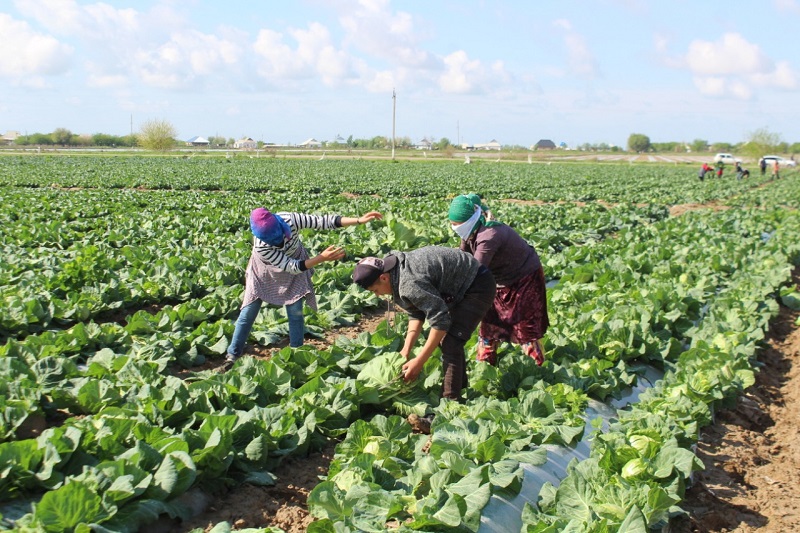 Түркістан: Диқандар өнімдерін өткізе алмай отыр