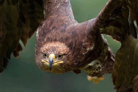 Қыран бүркіттің мүше сыны (этнографиялық пайым)