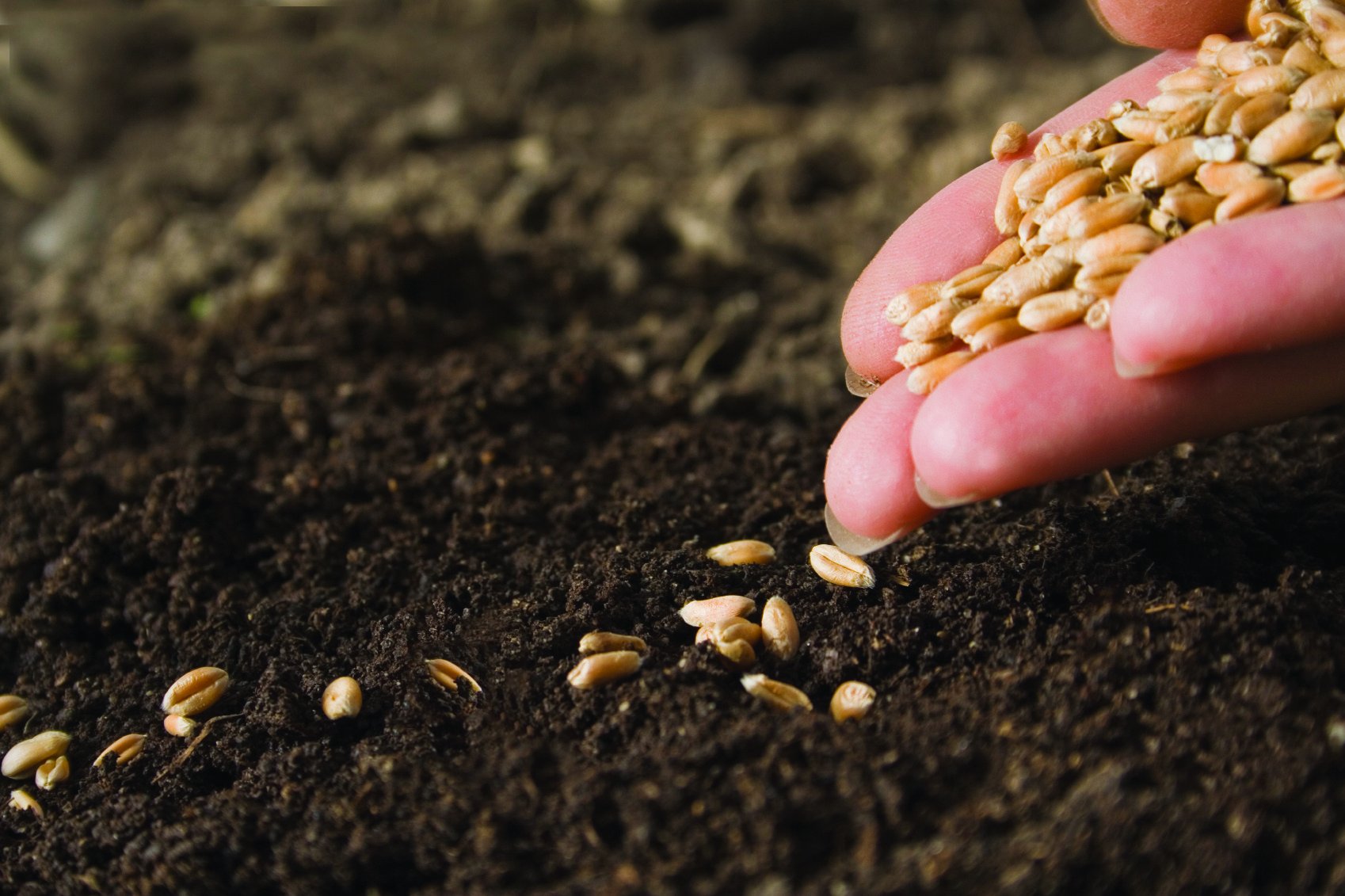 Астықты өлкедегі арпалыс