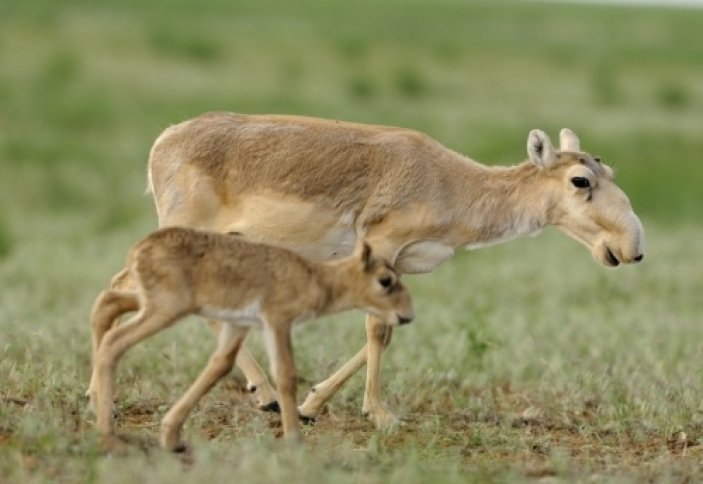 Қызылорда: Ертең «Киік» акциясы басталады