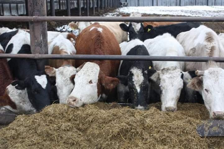 Сайрам ауданы I тоқсанда 600 тоннаға жуық ет экспорттады