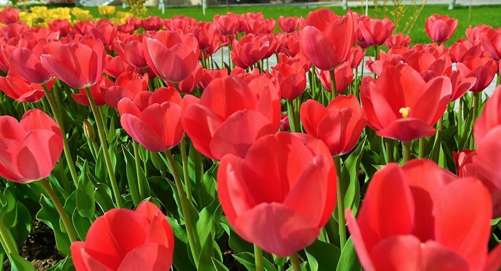 Коронавирустан 140 миллион қызғалдақ жойылған