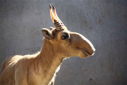 Ақбөкендер аман болсыншы