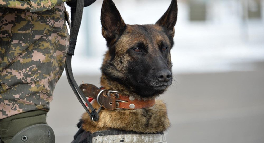 Қызметтік ит жоғалған азаматты табуға көмектесті