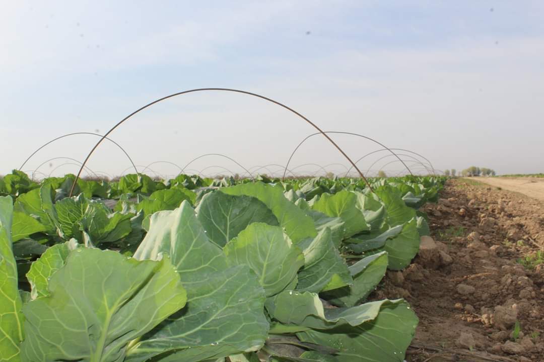 Түркістан: Диқандар бір жерге екінші дақыл егуде