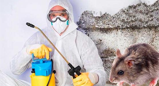 Алматыда індет тарататын кеміргіштерді жою науқаны жүреді