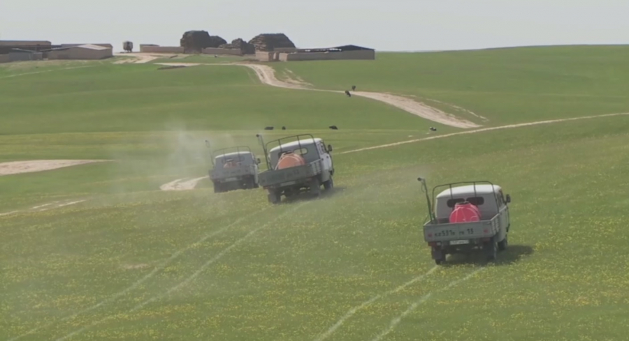 Түркістан: Арыс мароккалық шегірткенің ірі ошағы ретінде аталуда