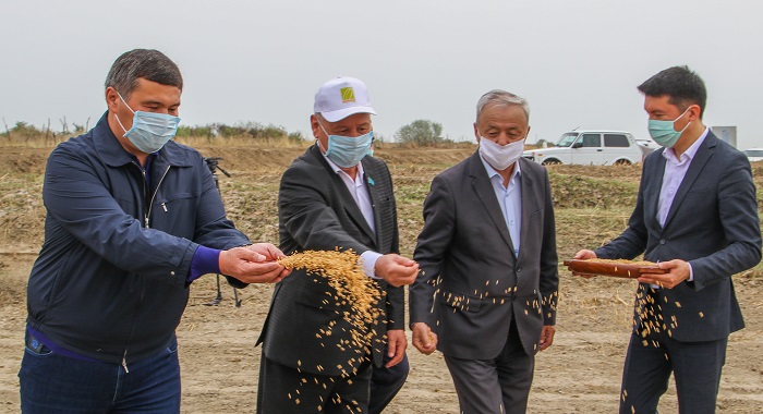 Қызылорда: Қала шаруашылықтары күріш дәнін септі