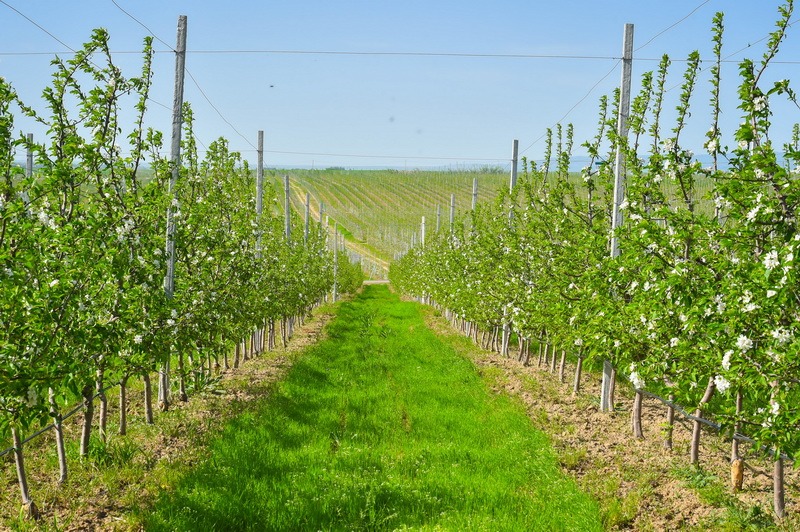 Түркістан: Сайрам ауданында 100 гектар жерге алма бағы отырғызылады