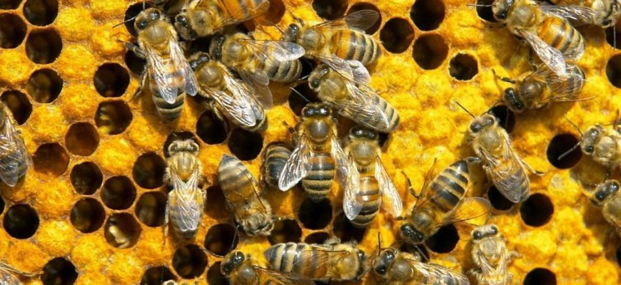 Қызылорда: Омарташылар мәселесі оң шешілді