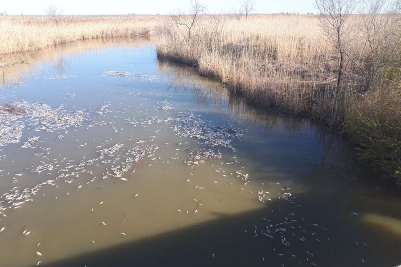 Атырау: Балық неден қырылды?