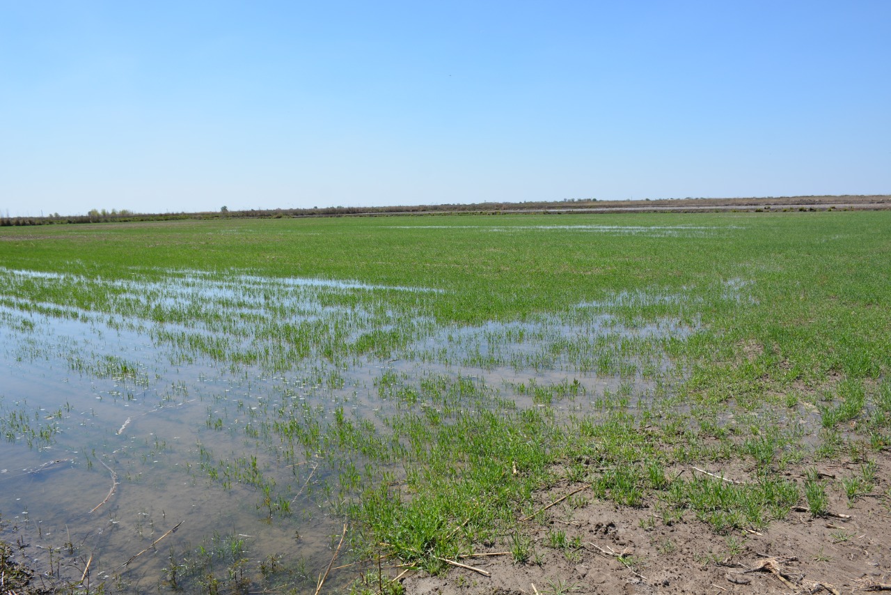 Түркістан: Шардара ауданында 18000 гектарға мақта егіледі