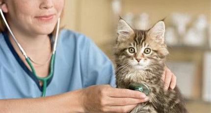 Саида – мал дәрігері