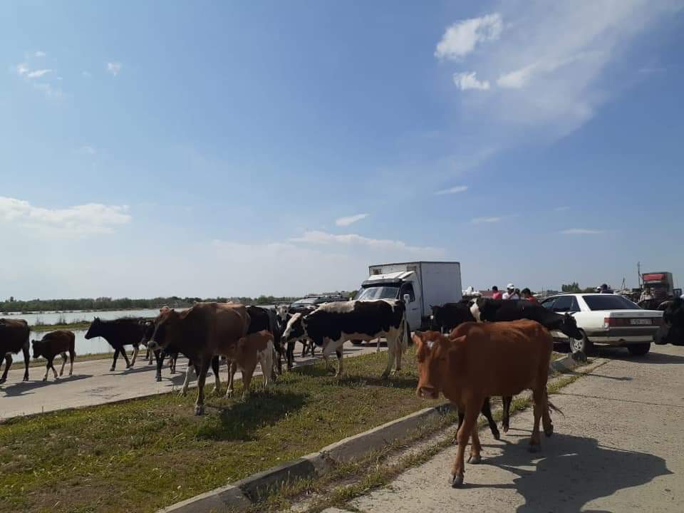 Түркістан: 3601 гектарға жуық ауыл шаруашылығы дақылдары су астында қалды