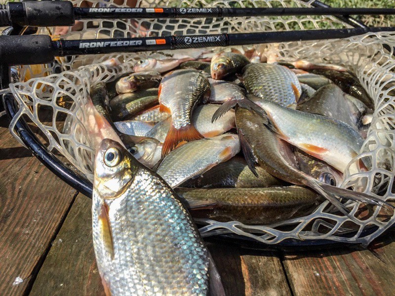 Заңсыз балық аулаған тұрғын ұсталды