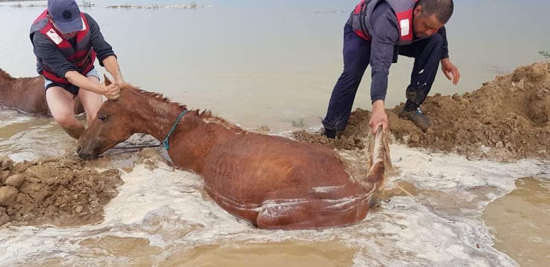 Түркістан: Егістікке 4 млрд 1 млн теңге көлемінде шығын келтірілген