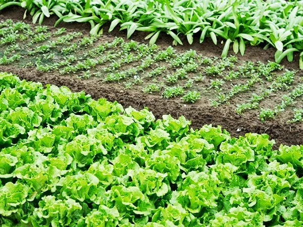 Орыс келін немесе «бақша қарақшылары»