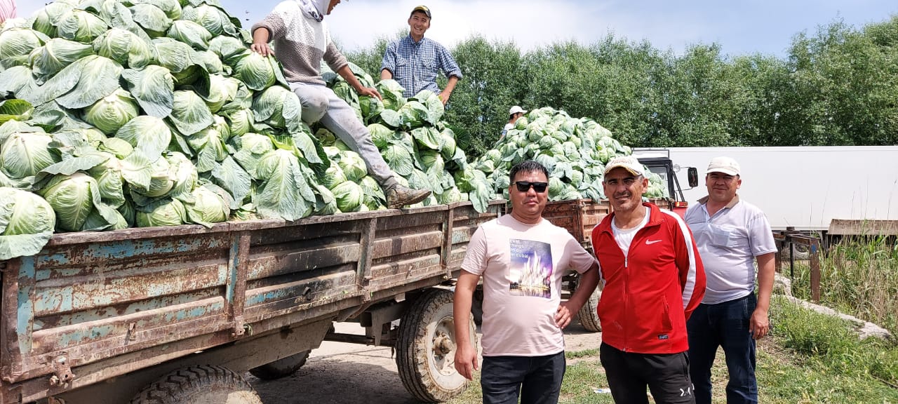 Түркістан: Қырыққабат Белоруссияға экспортталуда