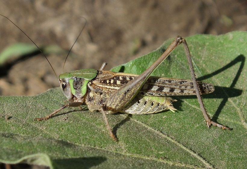 Атырау: Шегіртке «шабуылына» қарсы күрес басталады