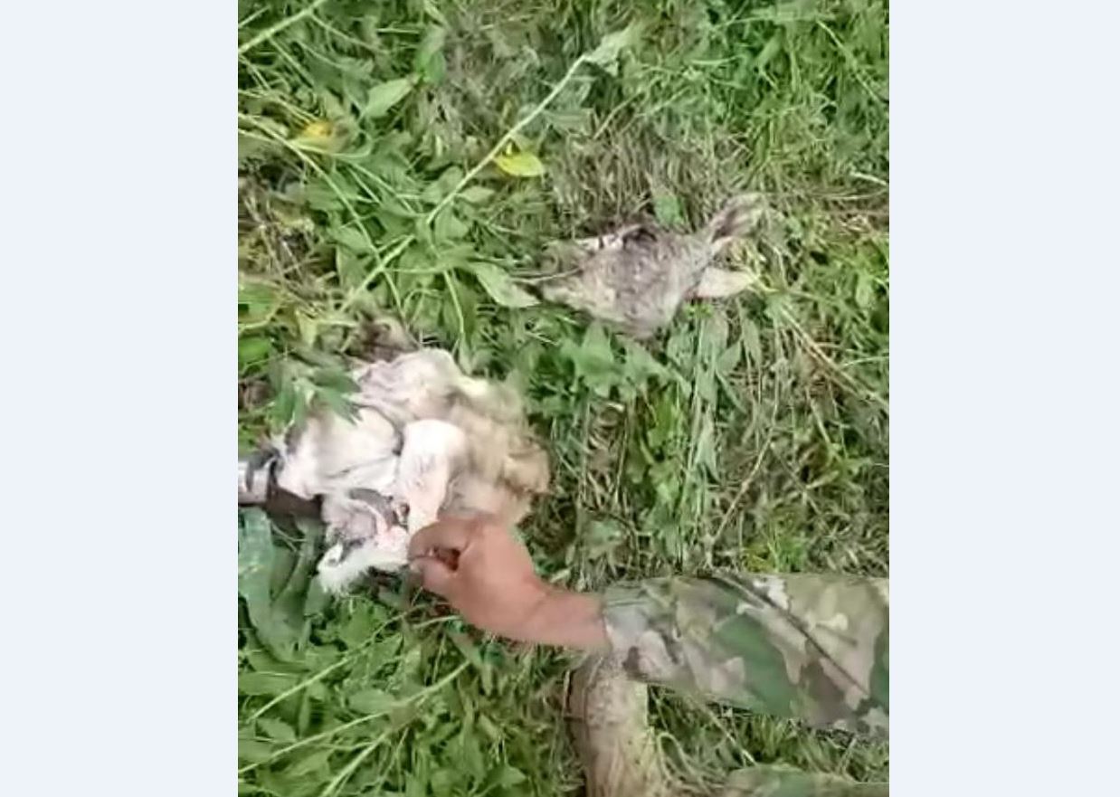 Қызылорда: Қарақұйрық атқан браконьер ұсталды