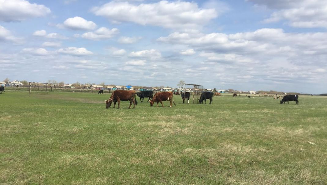 Ауыл тұрғындары жайылымнан таршылық көріп отыр