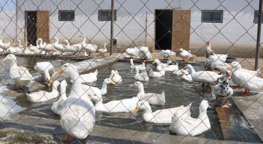 «Бастау бизнес» бағдарламасының берері мол