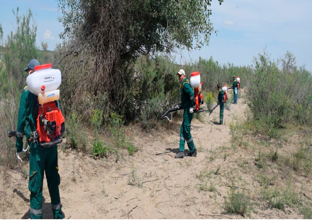 Түркістан: Сырдария өзенінің бойы шыбын-шіркейден тазартылуда