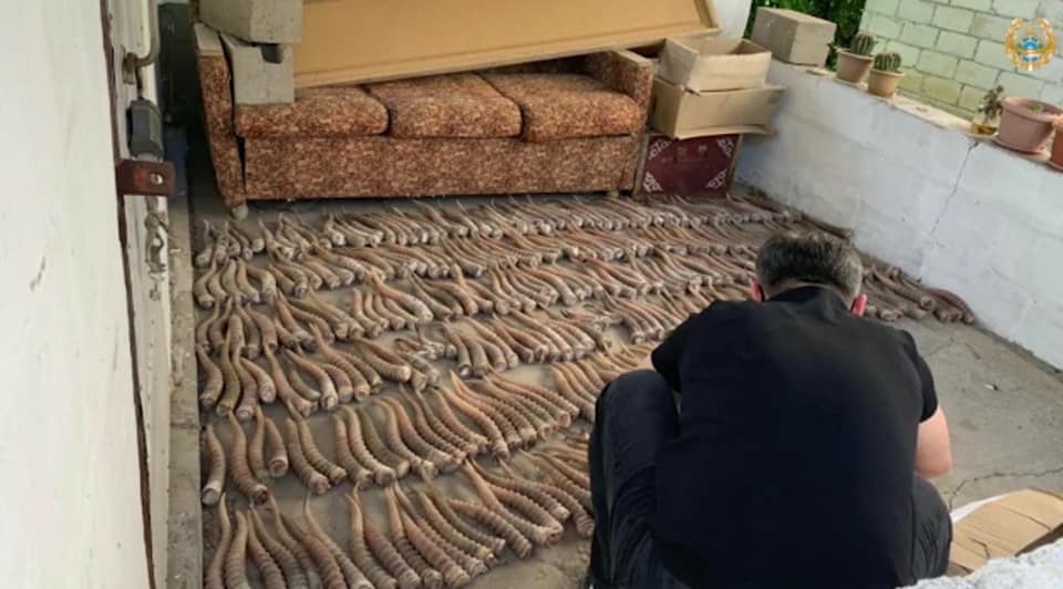 Батыс Қазақстан облысында браконьерлер 434 киік мүйізімен ұсталды