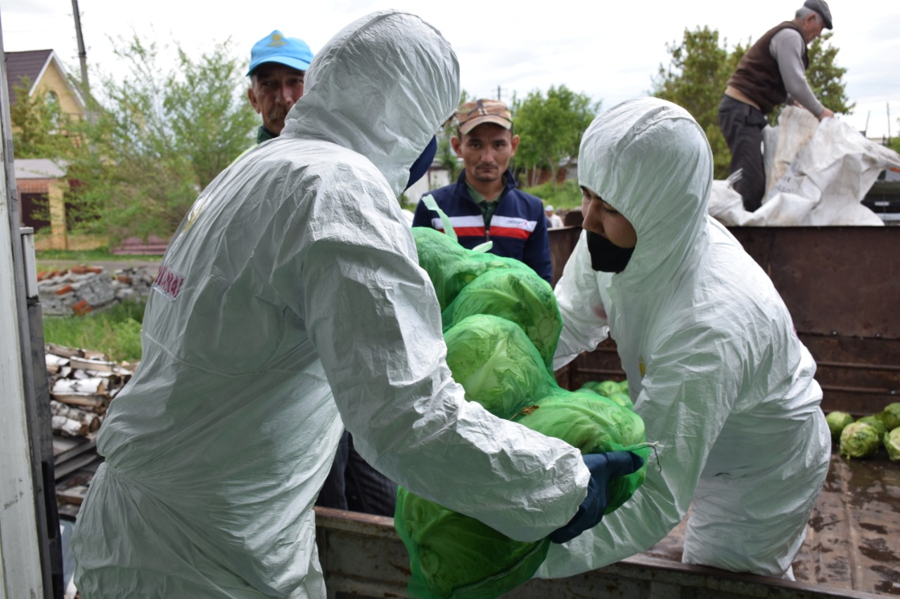 Түркістандықтар Қостанай облысының тұрғындарына қырыққабат жіберді
