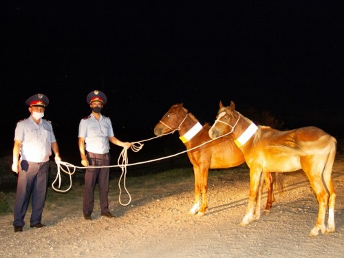 Қараусыз қалған мал көлік қозғалысына қатер төндіруде