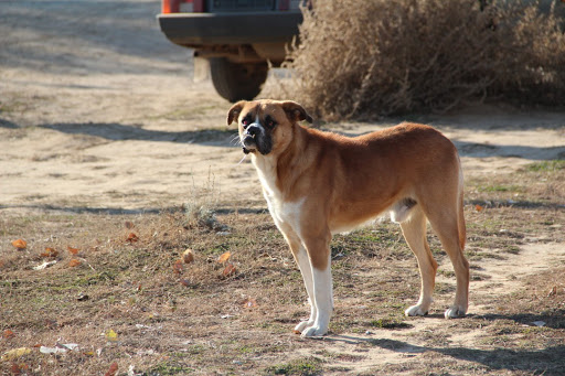 Маңғыстау өңірінде 62 баланы ит қауып алған