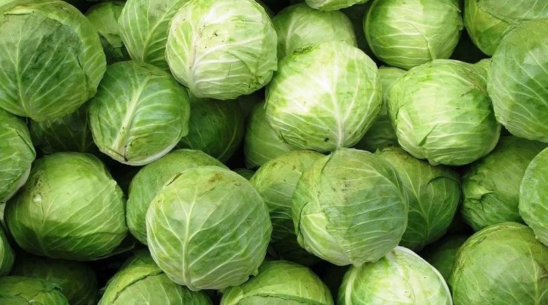 Қырыққабат дауы: Диқандарға  2 млрд теңге бөлінуі мүмкін