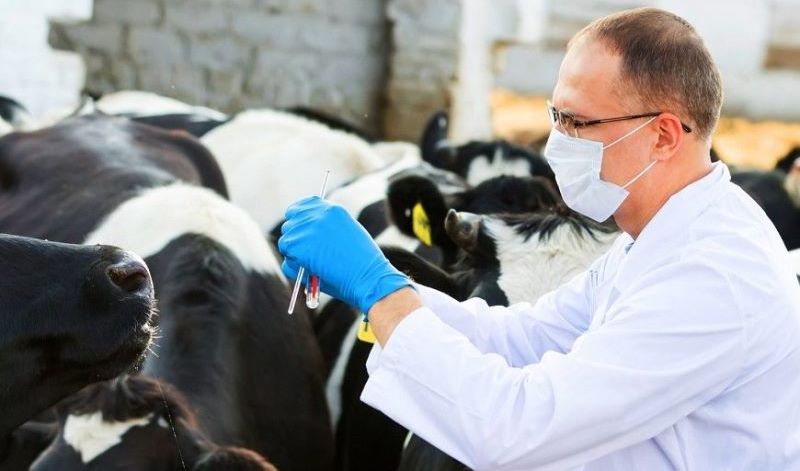 Шаруалар малдың жем-шөбіне ғана мән береді - мал дәрігері