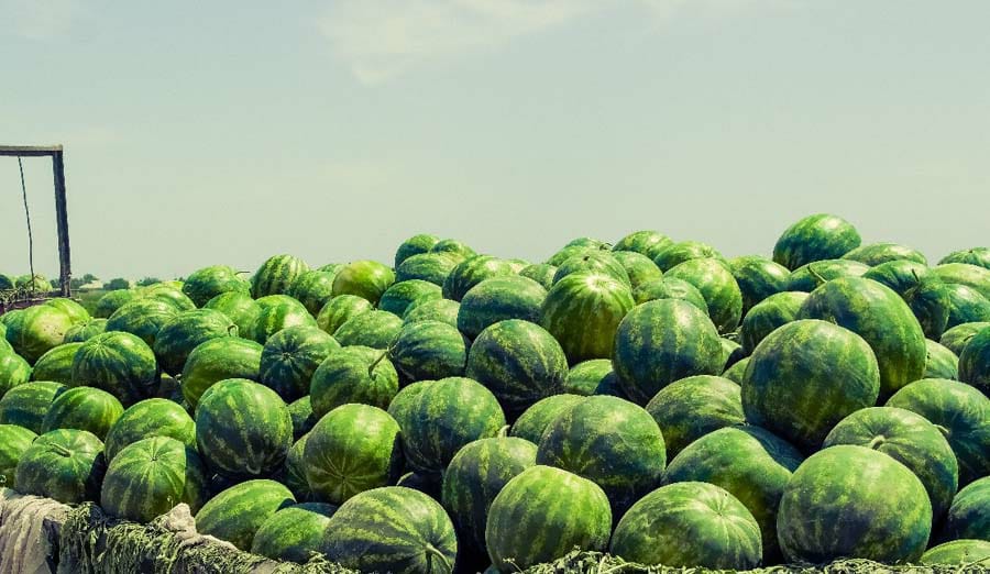 Түркістан: Ресейге 25 тонна қарбыз жөнелтілді