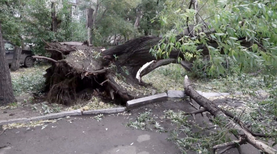 Бурабай орманында 19 мыңнан астам ағаш құлап жатыр