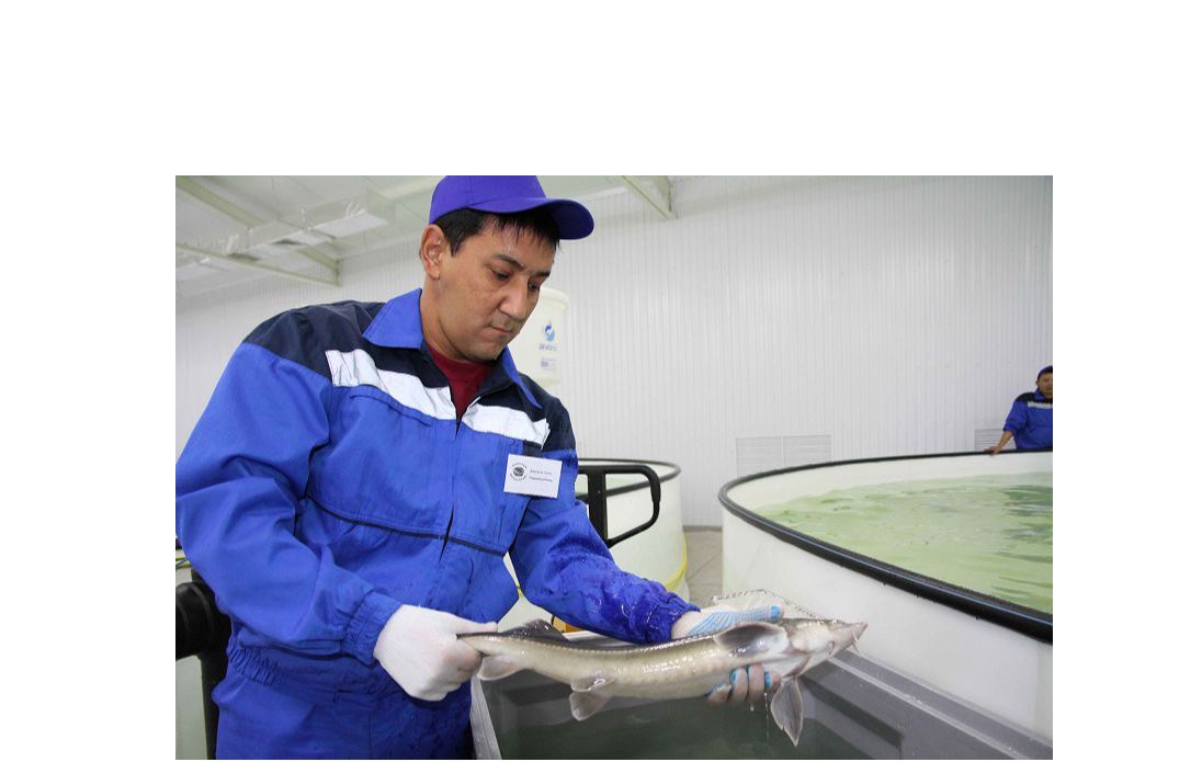 Бассейнде өскен балық